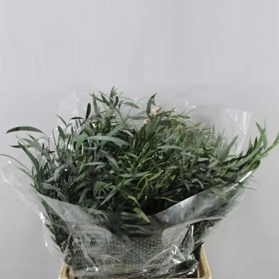 Eucalyptus Nicholii Preserved - 5 Bunches