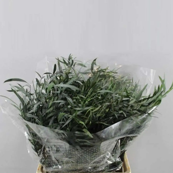 Eucalyptus Nicholii Preserved - 5 Bunches