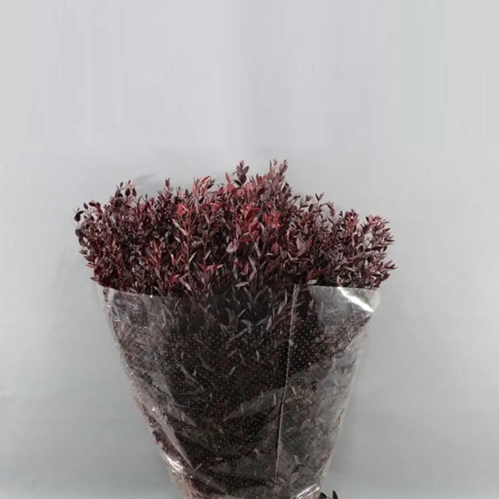 Eucalyptus Parvifolia Preserved - 5 Bunches