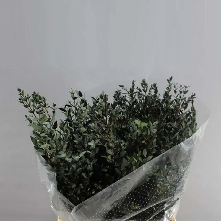 Eucalyptus Parvifolia Preserved - 5 Bunches