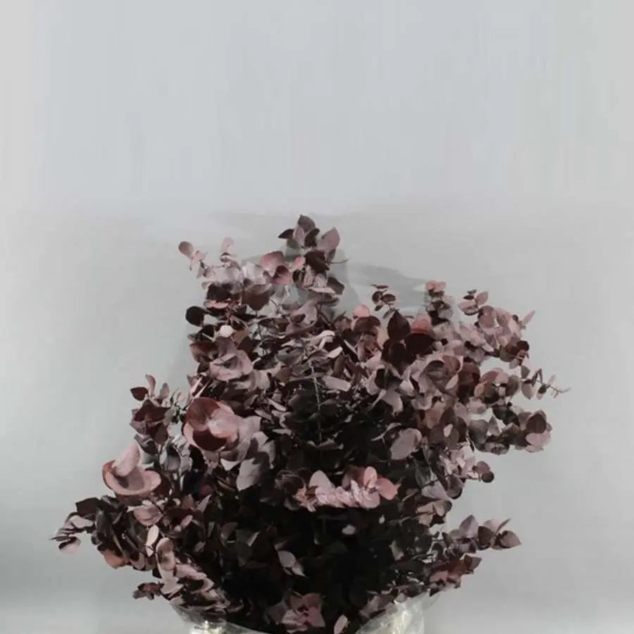 Eucalyptus Stuartiana Preserved Red - 5 Bunches