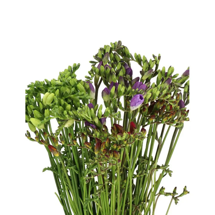 Freesia Mixed - 50 Stem Bunch Holex Dutch