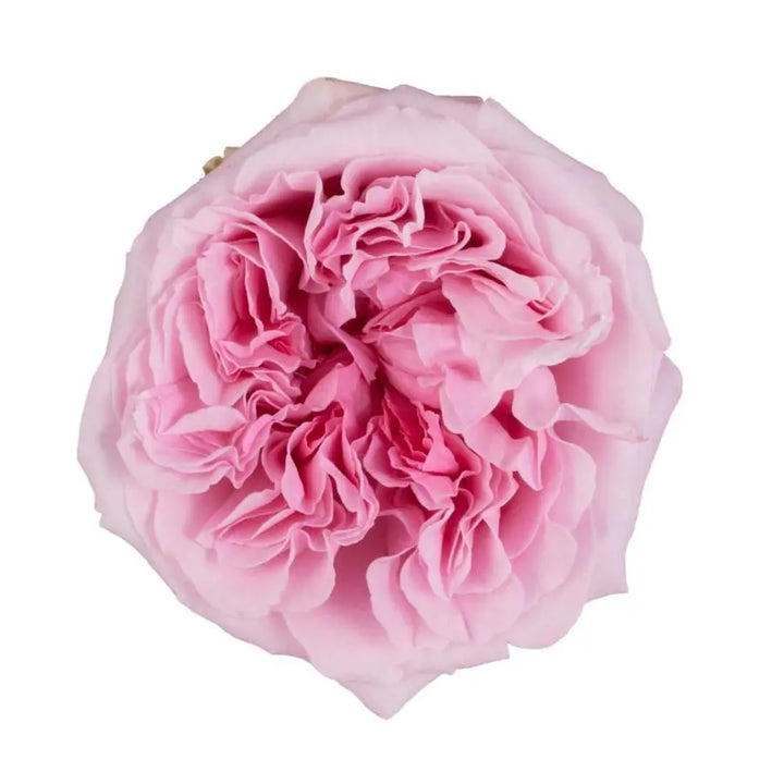 Garden Rose Miranda (David Austin) 48 Stem Bunch PetalDriven