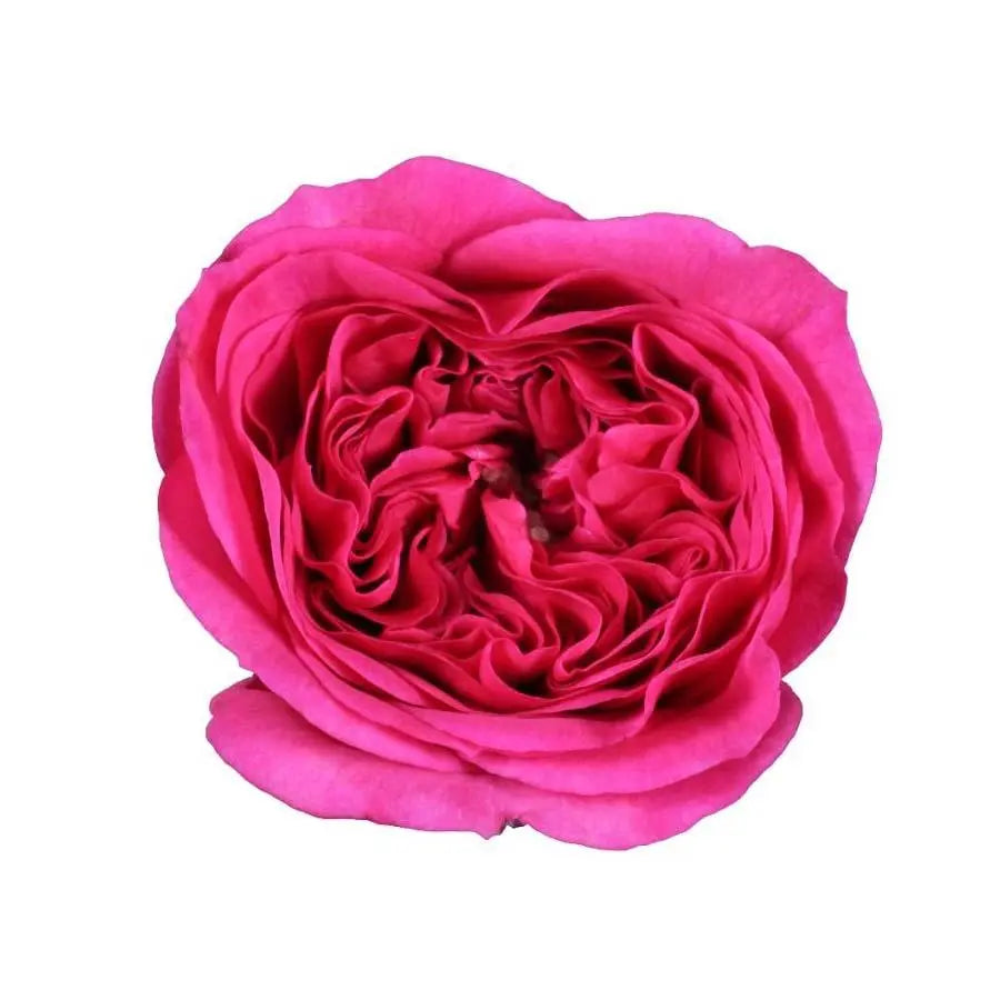 Garden Rose Baronesse (David Austin) - 48 Stem Bunch