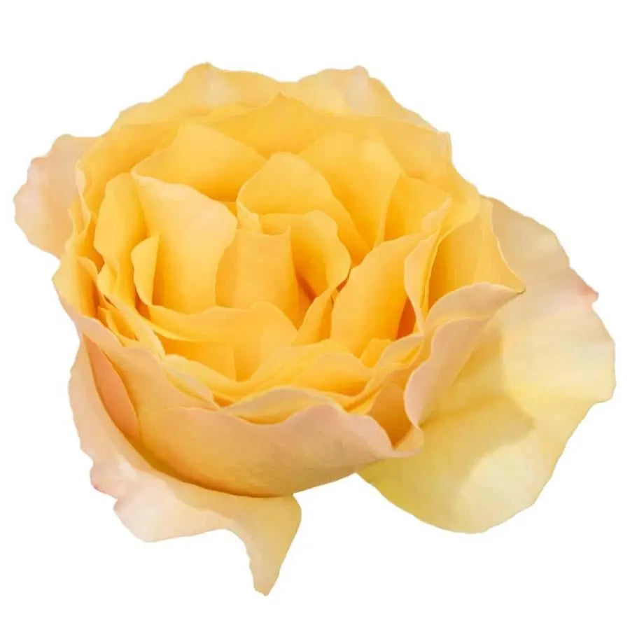 Garden Rose Campanella Peach - 48 Stem Bunch
