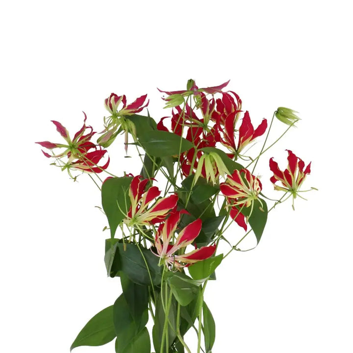 Gloriosa Red - 10 Stem Bunch Holex Dutch