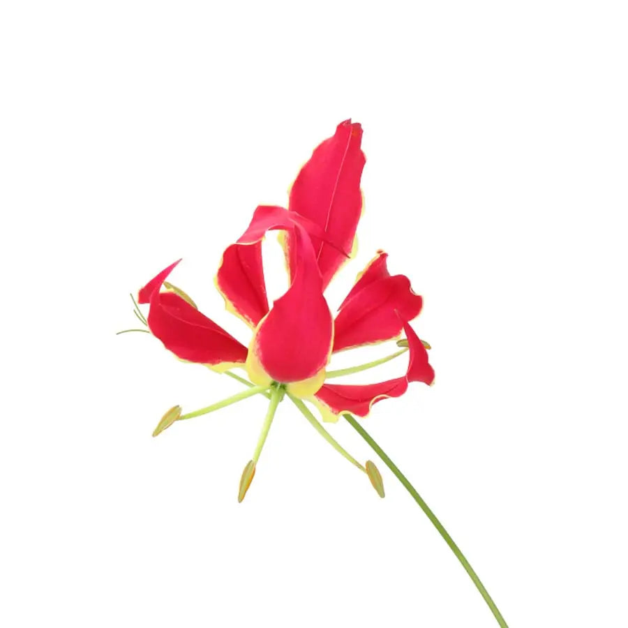 Gloriosa Red - 10 Stem Bunch Holex Dutch