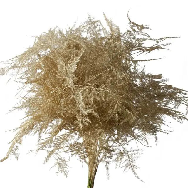 Asparagus Plumosa Painted - 50 Stem Bunch