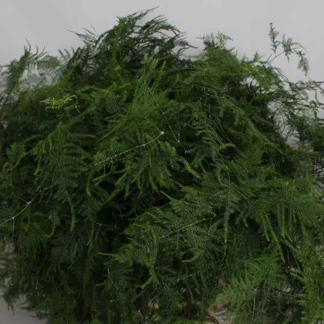 Asparagus Plumosa Painted - 50 Stem Bunch