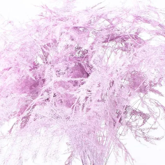 Asparagus Plumosa Painted - 50 Stem Bunch