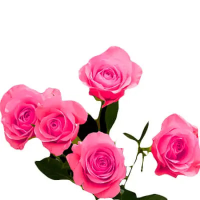 Peach & Pink PetalKit PetalDrivenCom