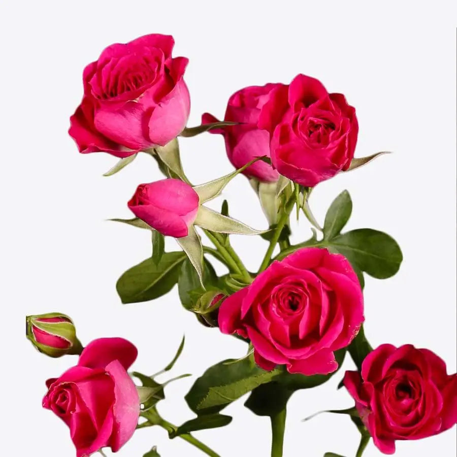 Spray Rose Hot Pink - 10 Stem Bunch