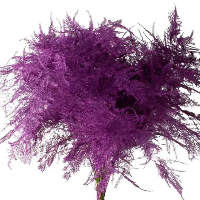 Asparagus Plumosa Painted - 50 Stem Bunch