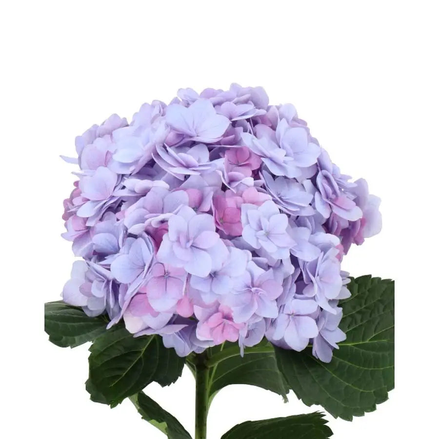 Hydrangea Adora Lavender - Lavender
