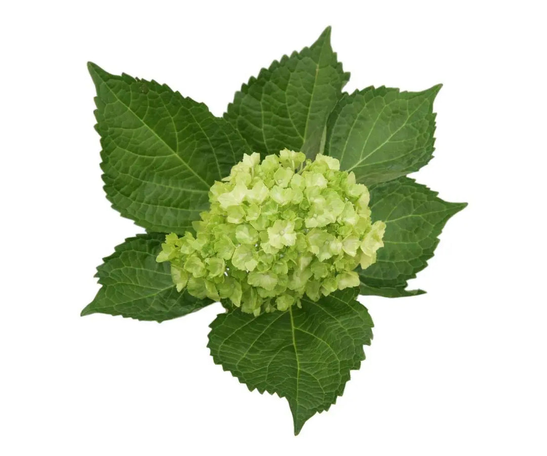 Hydrangea Mini Green