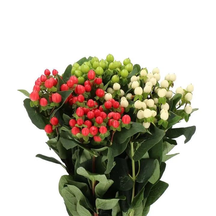 Hypericum Assorted - 100 Stems Holex Dutch