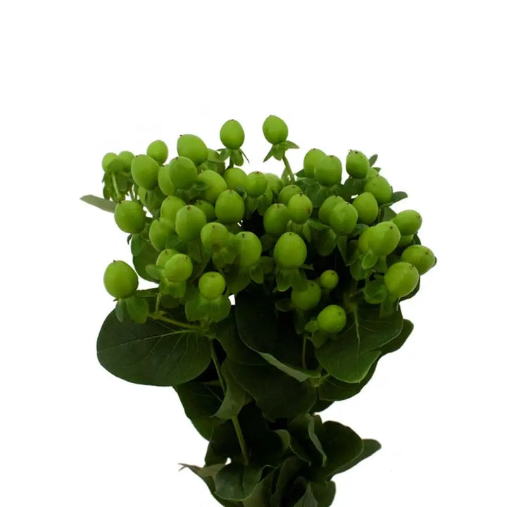 Hypericum Coco Bamboo Holex Dutch