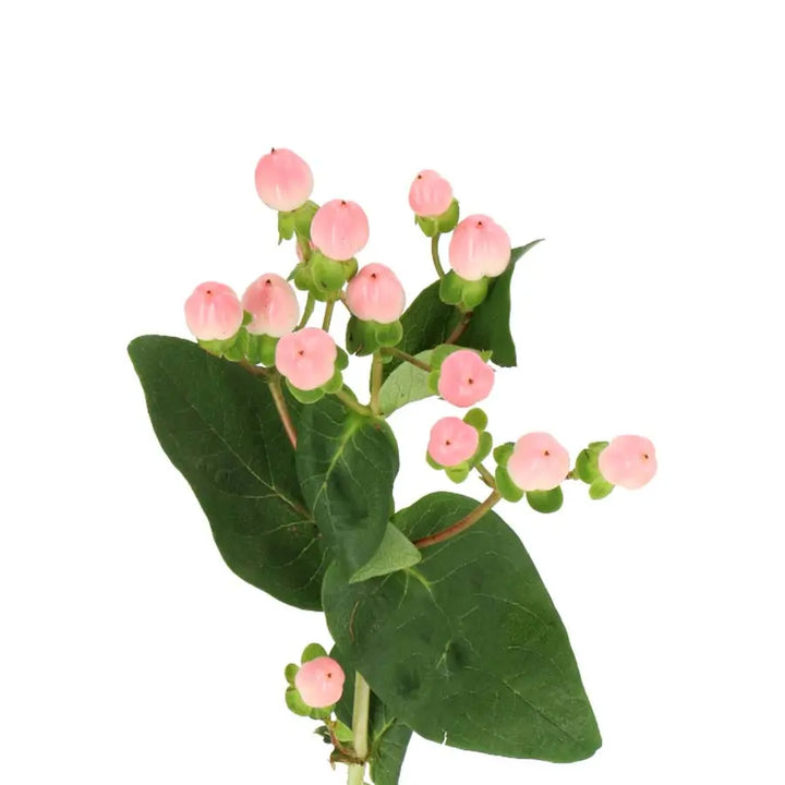 Hypericum Coco Casino Holex Dutch