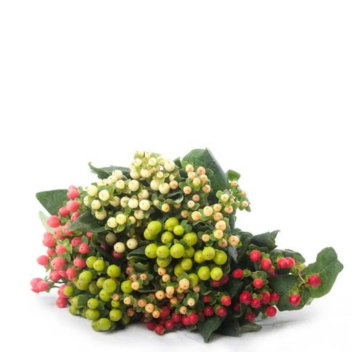 Hypericum Coco Assorted - 100 Stem Bunch