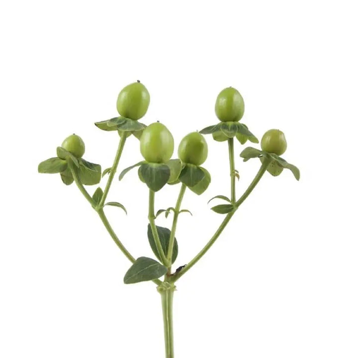 Hypericum Coco Bamboo - 40 Stem Bunch