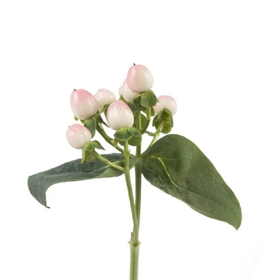 Hypericum Coco Casino - 40 Stem Bunch