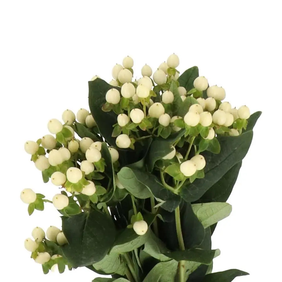 Hypericum Coco Uno - 40 Stem Bunch