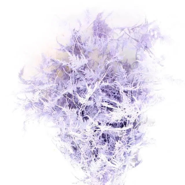 Asparagus Plumosa Painted - 50 Stem Bunch