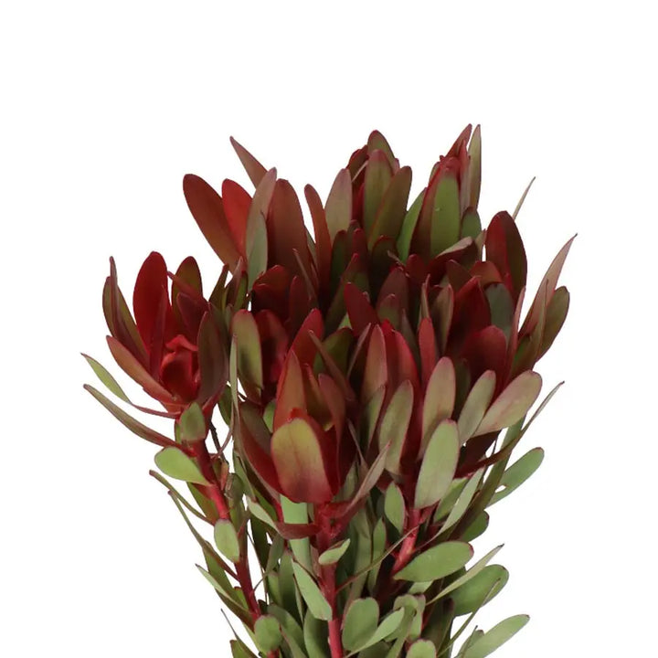 Leucadendron Safari Sunset- 50 Stem Bunch Holex Dutch