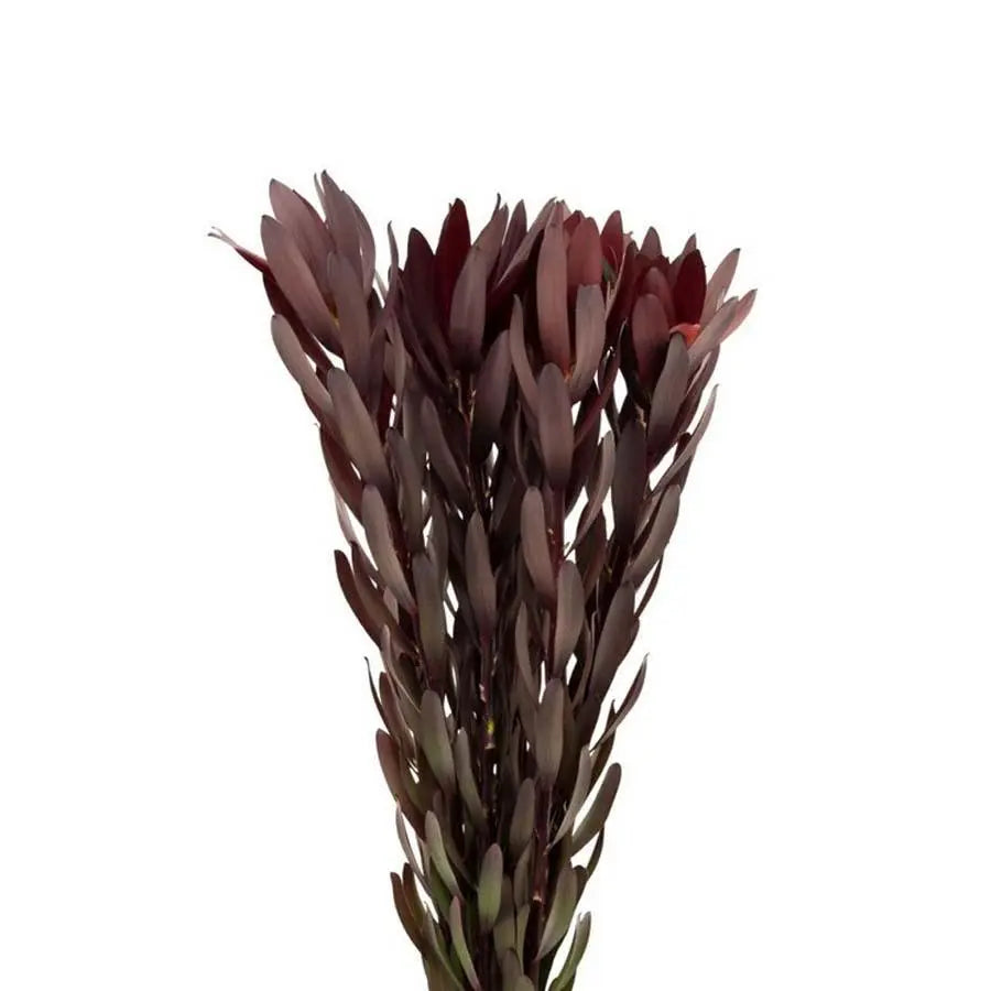 Leucadendron Safari Sunset - 50 Stem Bunch