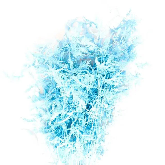 Asparagus Plumosa Painted - 50 Stem Bunch