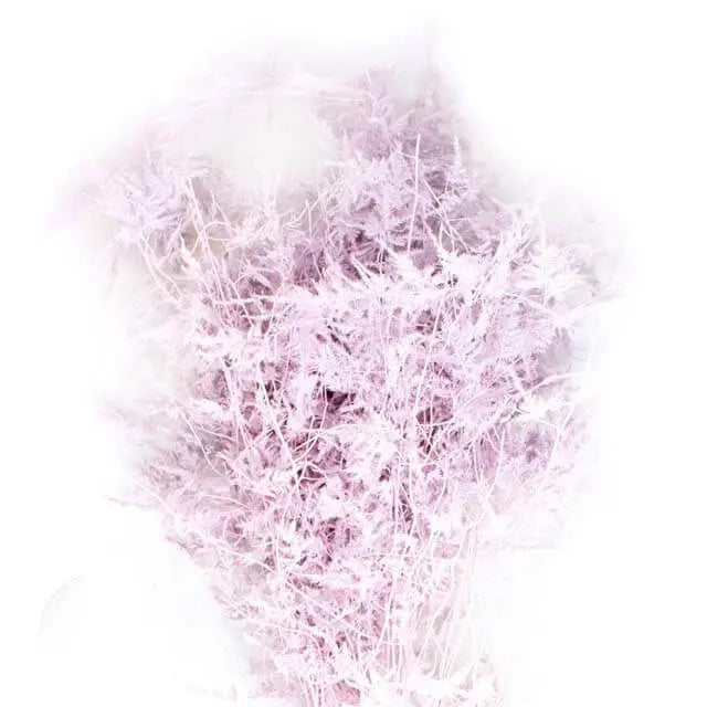 Asparagus Plumosa Painted - 50 Stem Bunch