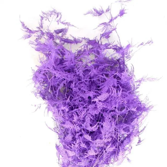 Asparagus Plumosa Painted - 50 Stem Bunch
