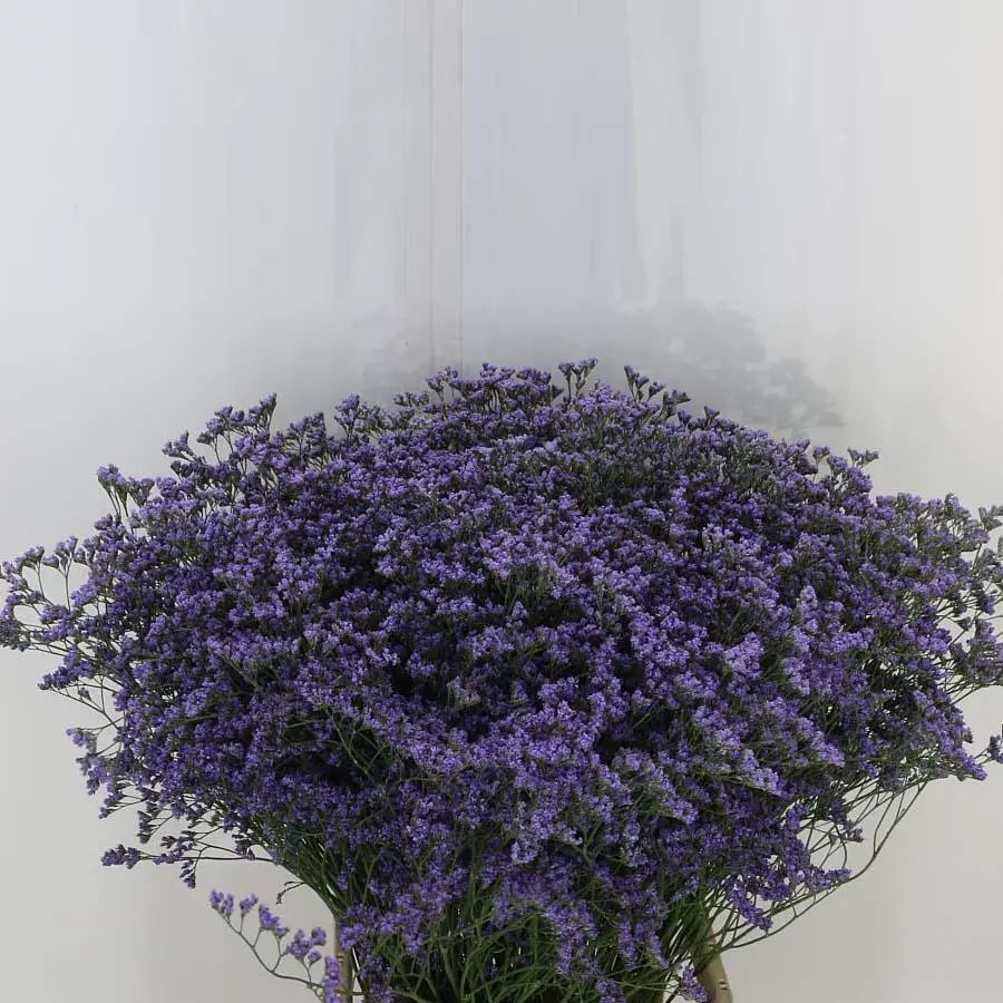 Limonium Maine Blue - 25 Stem Bunch