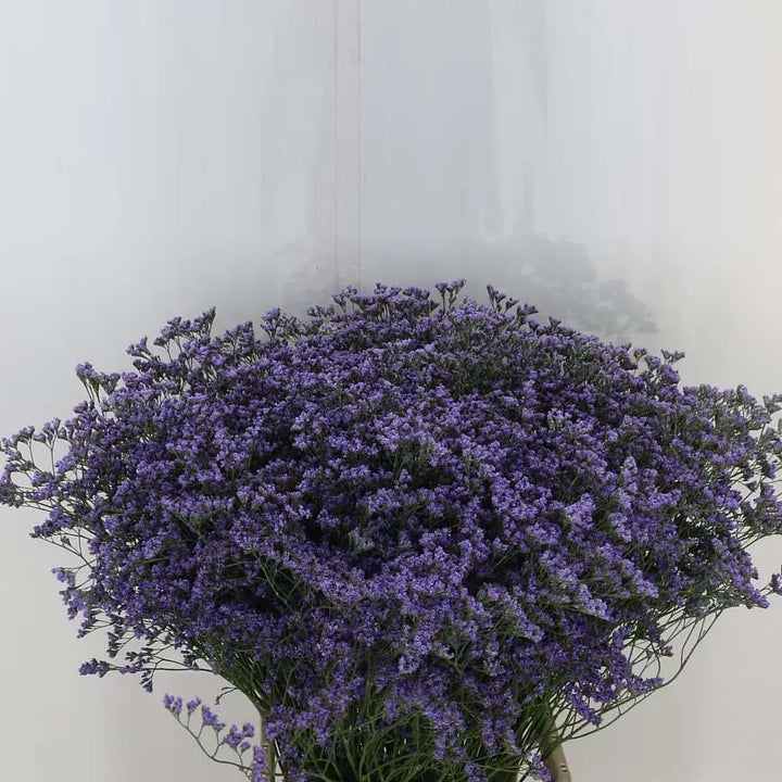 Limonium Maine Blue - 25 Stem Bunch