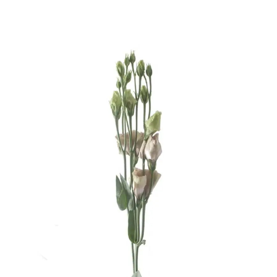 Lisianthus Bohemian Mocha 70cm - 40 Stem Pack