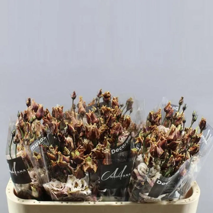 Lisianthus Painted Brownies 70cm - 20 Stem Pack