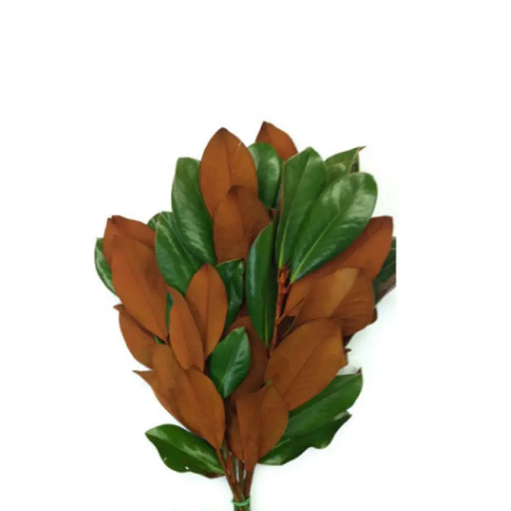 Magnolia Branches - 7 Bunch Box HDB