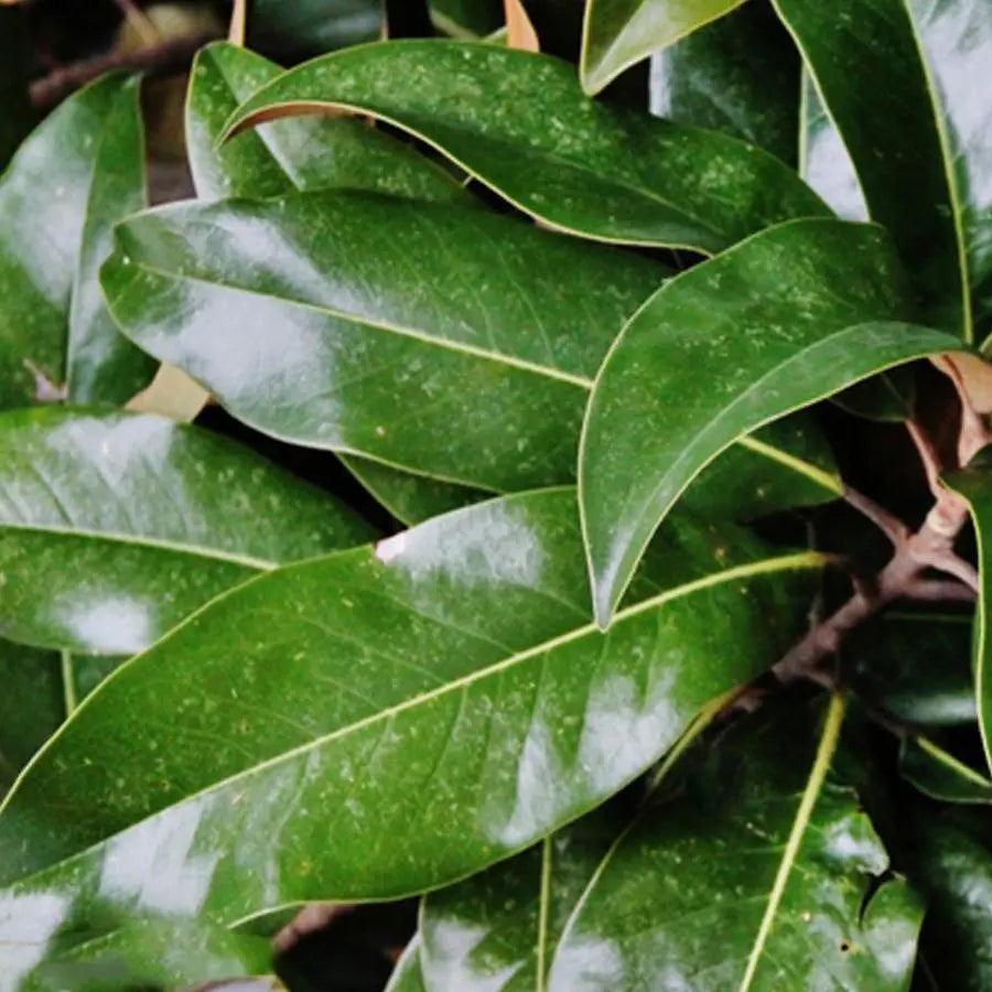 Magnolia Branches - 5-7 Stem Bunch