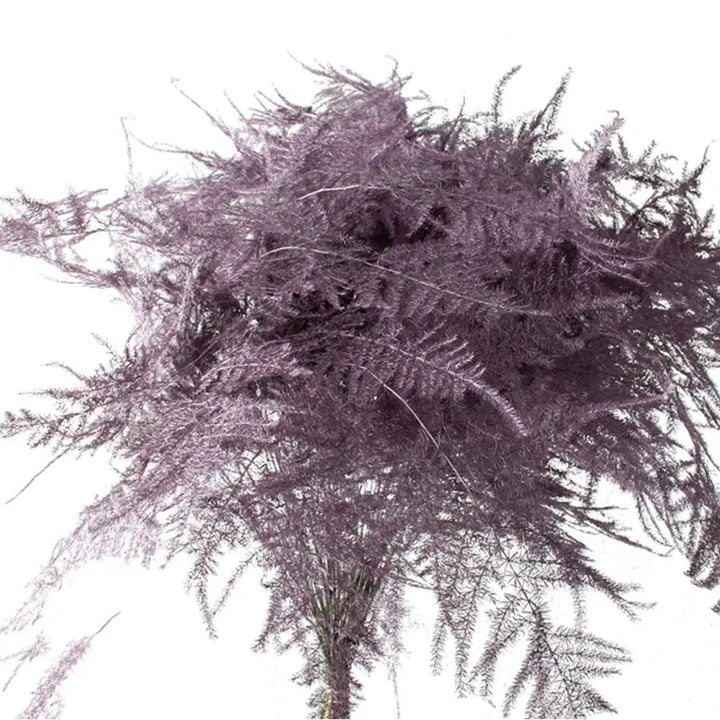 Asparagus Plumosa Painted - 50 Stem Bunch