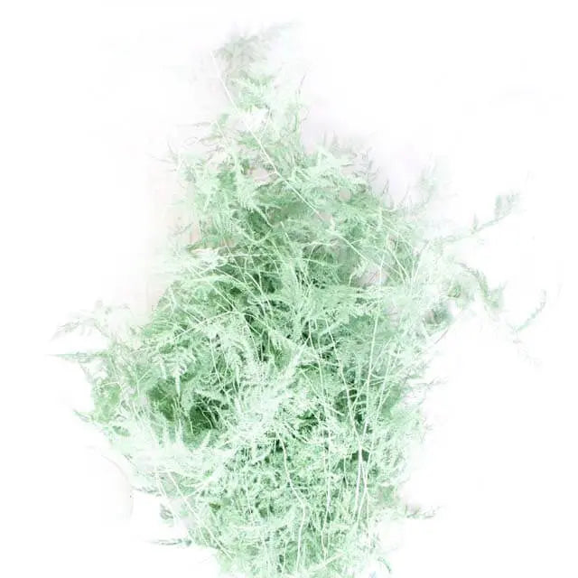 Asparagus Plumosa Painted - 50 Stem Bunch