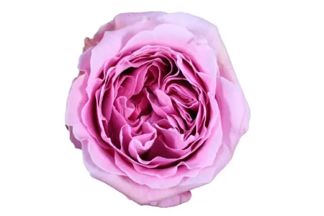 Garden Rose Miranda (David Austin) 48 Stem Bunch PetalDriven