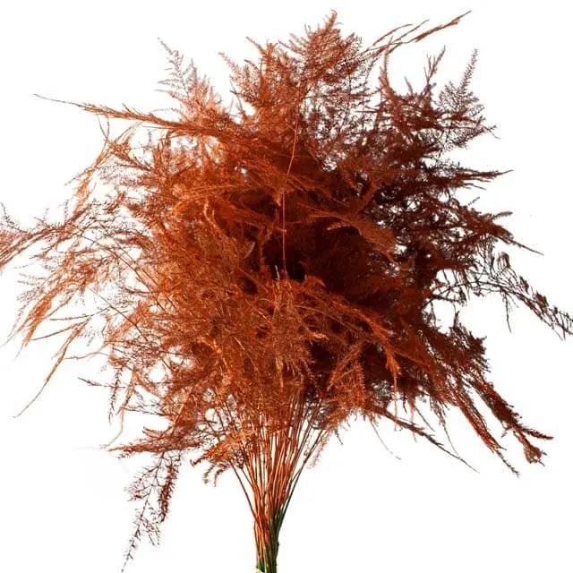 Asparagus Plumosa Painted - 50 Stem Bunch