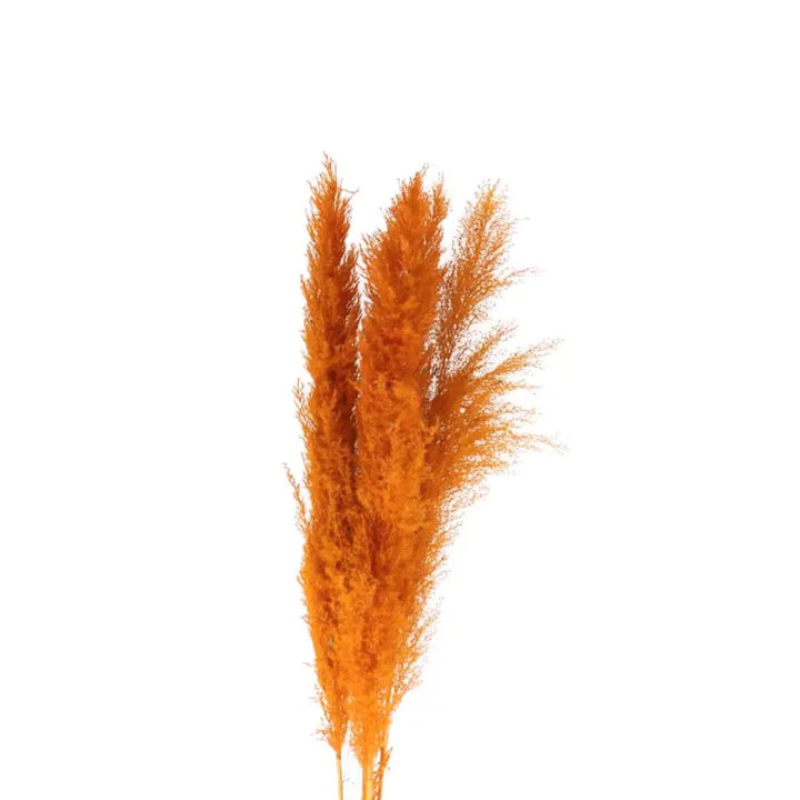 Pampas Grass Dyed Orange - 10 Bunches Holex Dutch