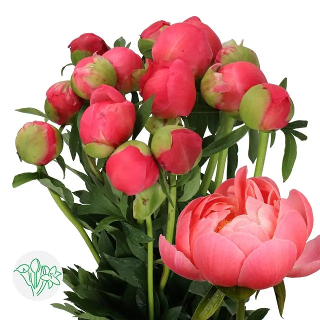 Peony Coral Charm Holex Dutch