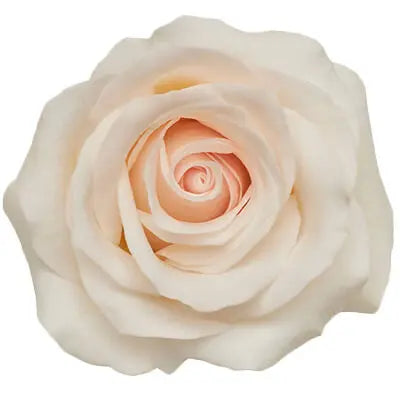 Peach & Pink PetalKit PetalDrivenCom