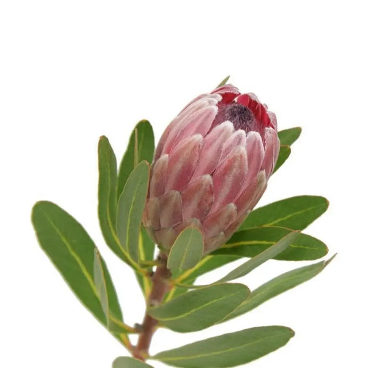 Protea Pink Ice - 40 Stem Box HDB