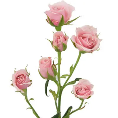 Peach & Pink PetalKit PetalDrivenCom