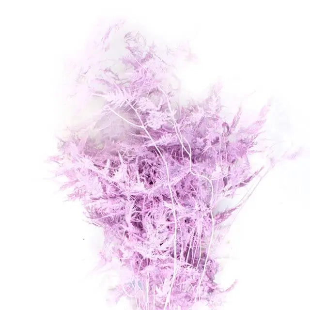 Asparagus Plumosa Painted - 50 Stem Bunch