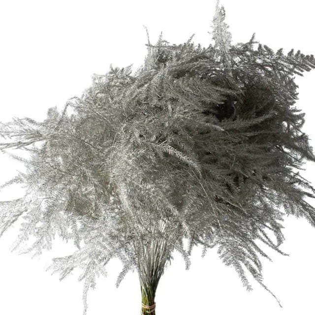 Asparagus Plumosa Painted - 50 Stem Bunch