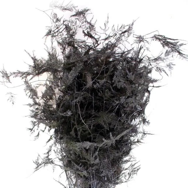 Asparagus Plumosa Painted - 50 Stem Bunch